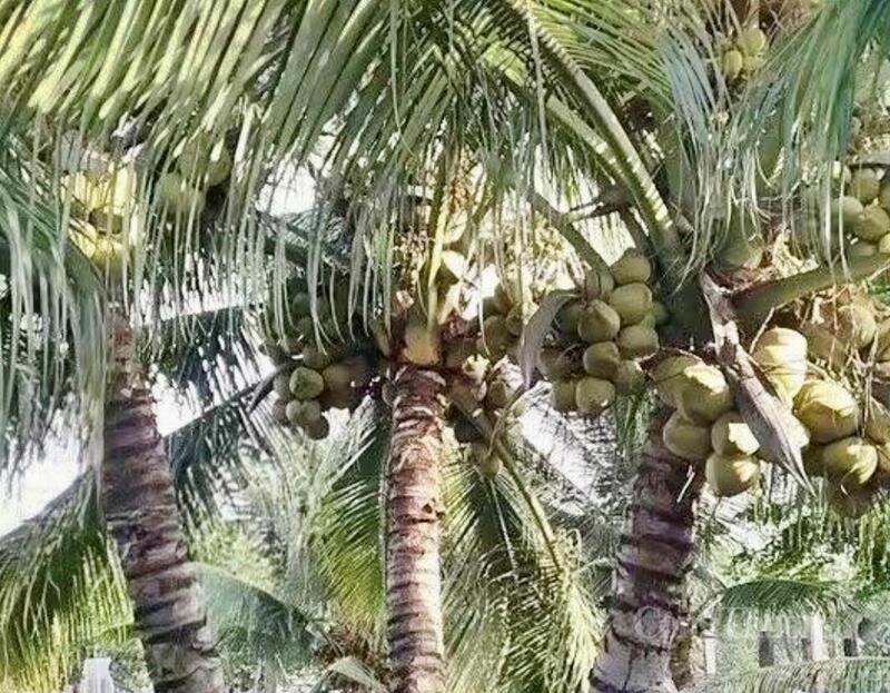 Tổng diện tích dừa toàn tỉnh đạt 119.270ha, tương đương khoảng 22 triệu cây