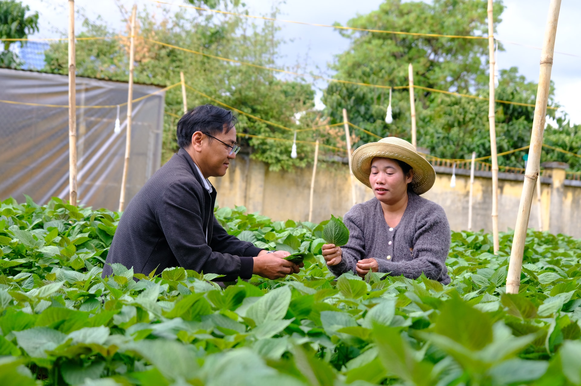 Gia đình chị Ka Hiếu chuyển sang trồng cây lá mè để cải thiện thu nhập