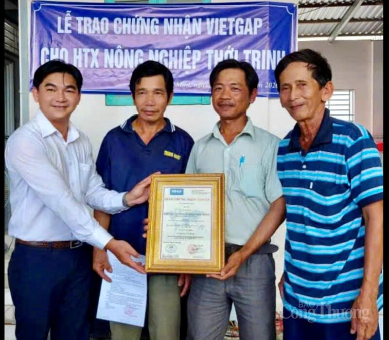 Các thành viên thống nhất sản xuất nhãn Ido theo tiêu chuẩn VietGAP.
