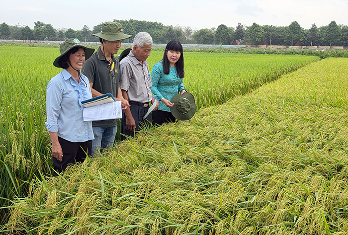 Nhiều giống lúa mới được giới thiệu tại Ngày hội nông dân trồng lúa năm 2026