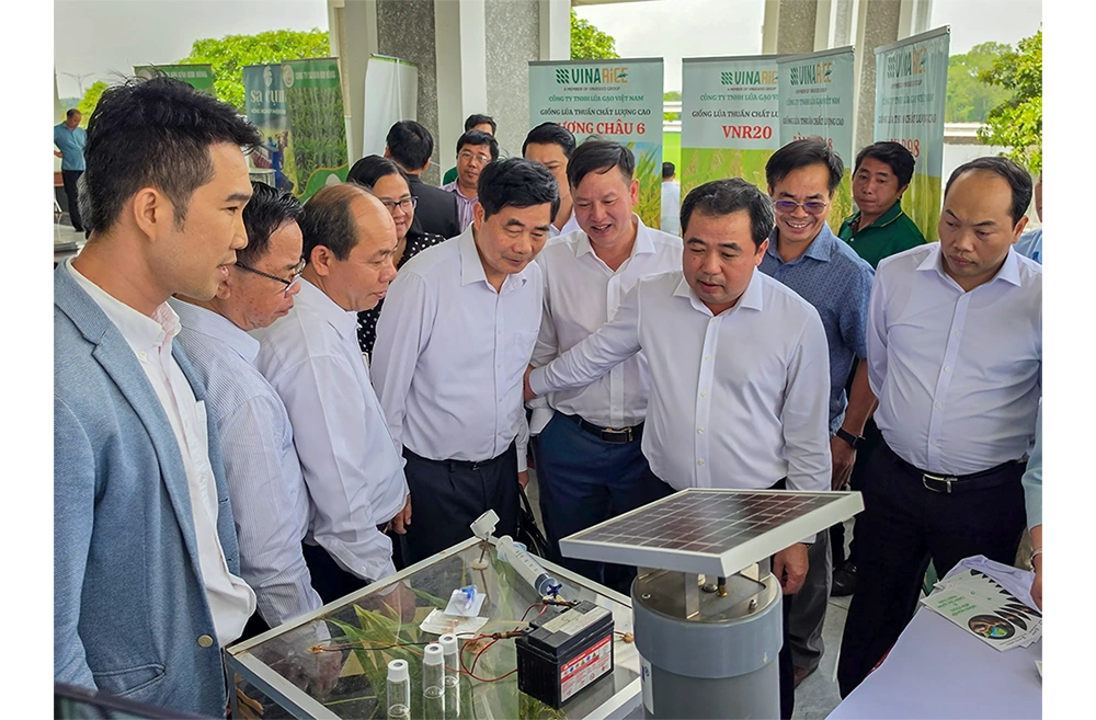 Đề án 1 triệu héc-ta lúa mang lại nhiều kết quả tích cực sau hai năm triển khai