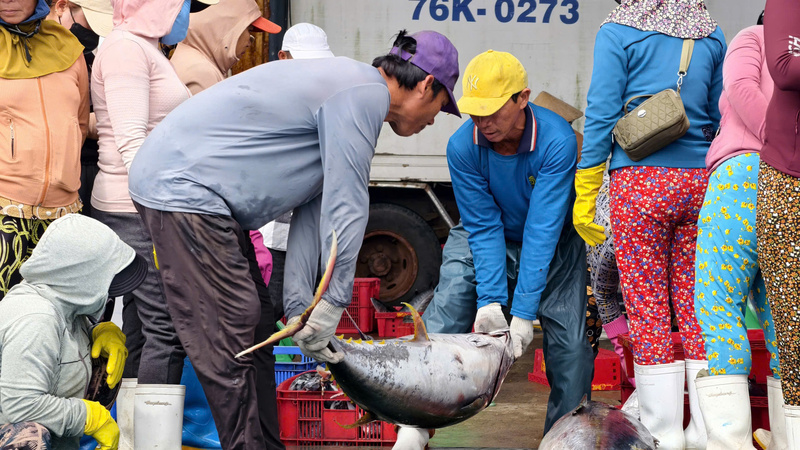 Nhờ may mắn, chuyến biển kéo dài hơn nửa tháng của tàu cá QNg 98228 TS đã đem về những con cá ngừ đại dương tươi rói và các loại cá khác. Ảnh: Nguyễn Dương