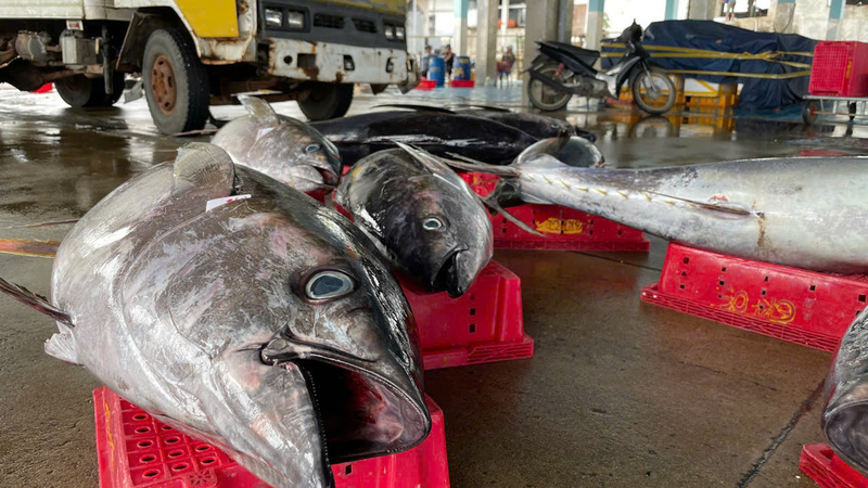 Mặc dù giá dầu tăng, kèm theo đó là các nhu yếu phẩm theo kèm cho một chuyến biển cũng tăng nhưng nhiều ngư dân vẫn lựa chọn vươn khơi tìm may mắn cho mình. Ảnh: Nguyễn Dương