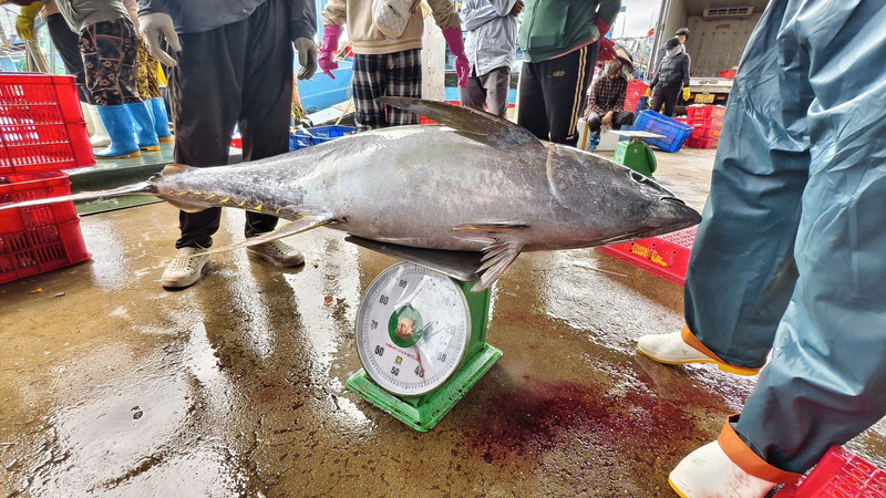Chuyến biển này của ngư dân Định đánh bắt được 23 con cá ngừ đại dương, mỗi con nặng khoảng 35 - 40 kg. Ảnh: Nguyễn Dương
