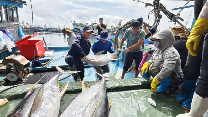 Những con cá ngừ đại dương nặng trung bình từ 35 - 40 kg được đem lên bờ để bán cho thương lái. Ảnh: Nguyễn Dương