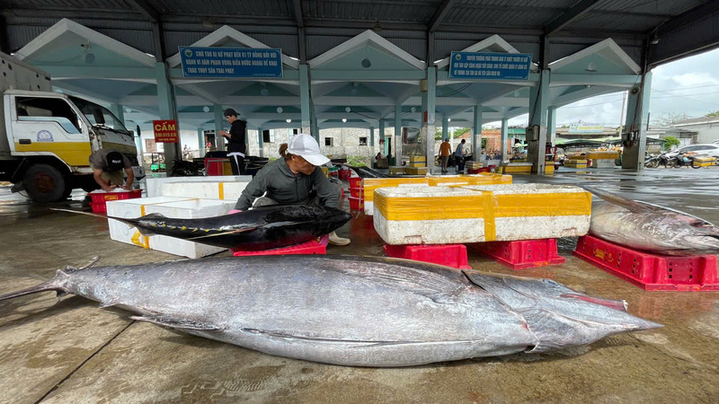 Con cá cờ (cá kiếm) nặng 115 kg được các ngư dân nhập cho các thương lái, đem đi xuất khẩu. Ảnh: Nguyễn Dương