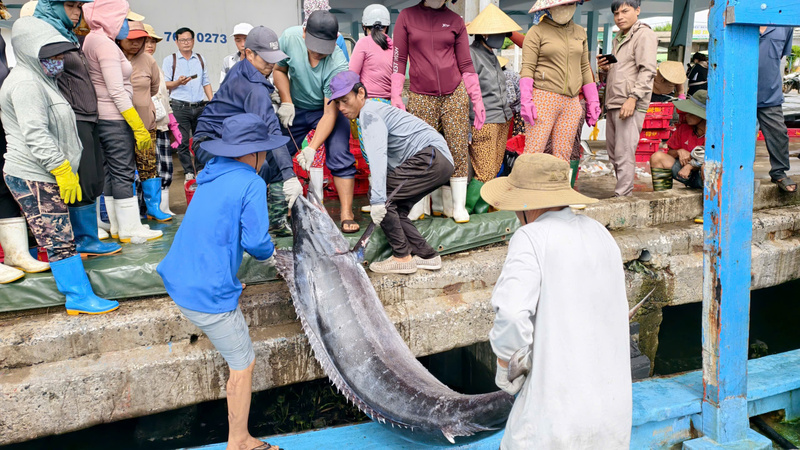 Có những con cá nặng hơn 100 kg được đưa vào bờ. Ảnh: Nguyễn Dương