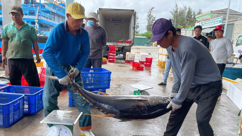 Cá ngừ đại dương là loại cá chỉ có ở vùng biển khơi xa như ngư trường Hoàng Sa, Trường Sa. Ảnh: Nguyễn Dương