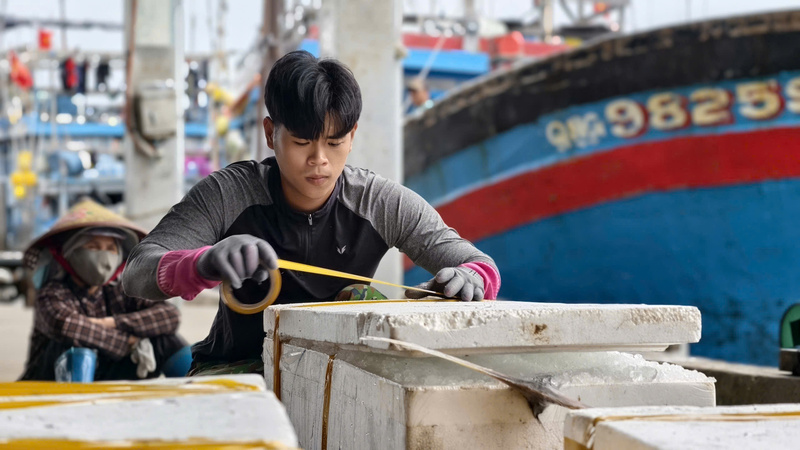 Từng con cá ngừ đại dương sẽ được đóng vào từng thùng xốp chất đầy đá lạnh rồi các thương lái đến mua. Ảnh: Nguyễn Dương