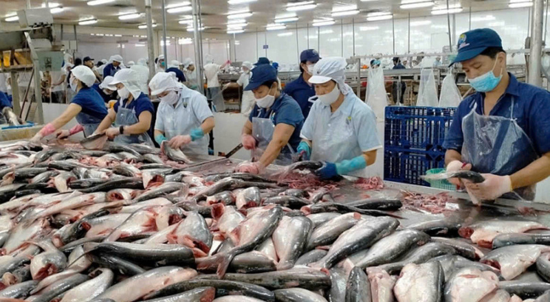 Xuất khẩu thủy sản Việt Nam tiếp tục tăng trưởng nhưng đang chịu sức ép từ chi phí logistics và rào cản thương mại, buộc doanh nghiệp tìm dư địa từ các thị trường mới. Ảnh: Moit