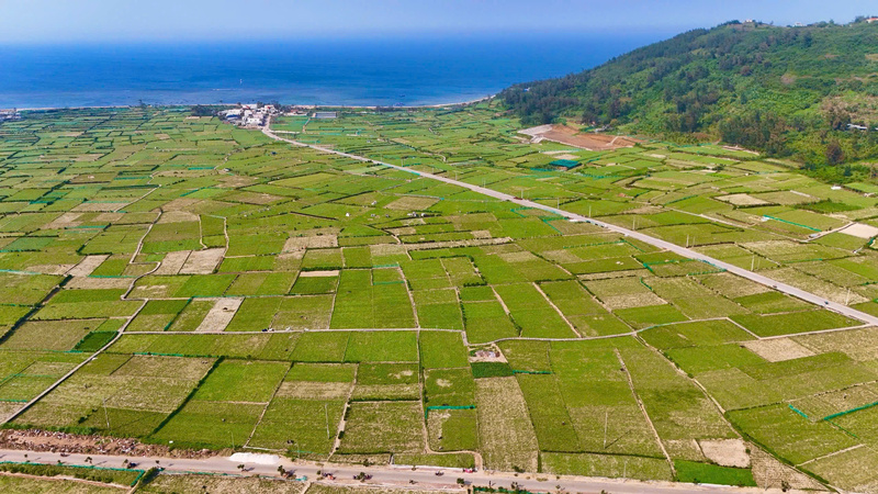 Việc ứng dụng khoa học kĩ thuật, liên kết với các doanh nghiệp lớn để tìm đầu ra ổn định cho tỏi Lý Sơn là việc làm cần thiết. Ảnh: Nguyễn Dương
