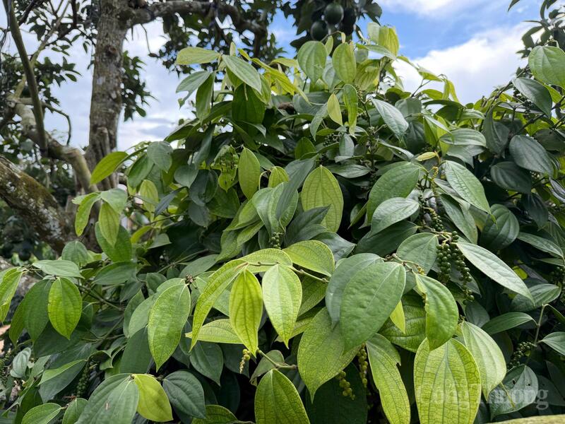 Vườn hồ tiêu tại Lâm Đồng. Ảnh: Hoàng Chiến