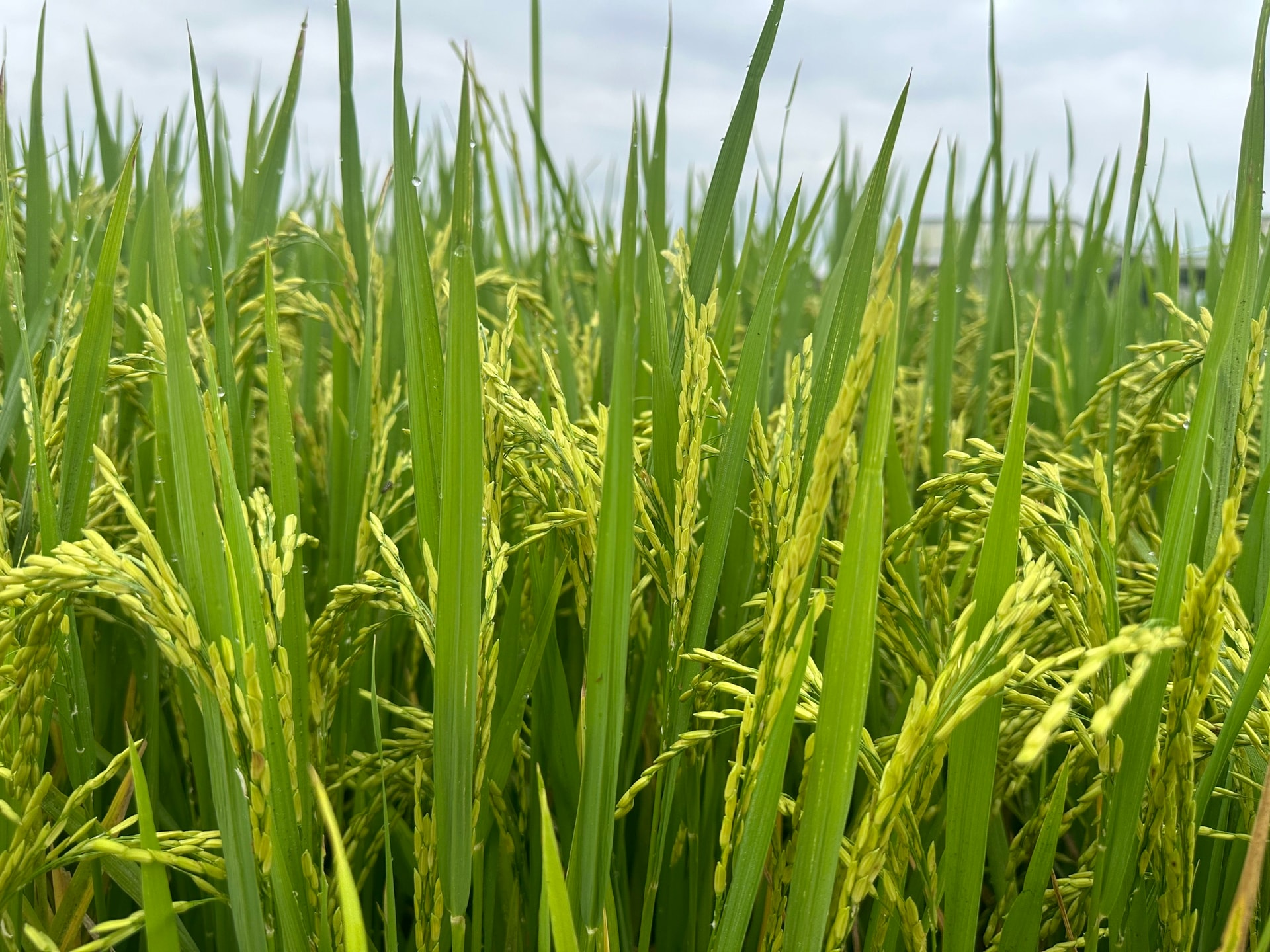 Lúa đông xuân giai đoạn trổ đòng, hứa hẹn năng suất cao.