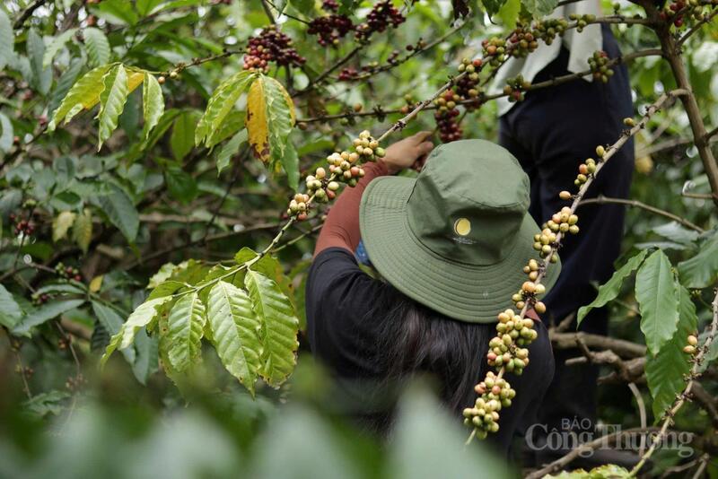 Người dân Gia Lai thu hoạch cà phê. Ảnh: Hiền Mai