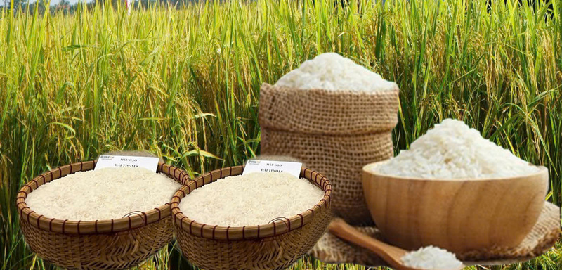 Giá lúa gạo hôm nay ngày 25/3: Gạo đi ngang, lúa tươi tiếp đà giảm nhẹ. Ảnh: Thanh Minh.