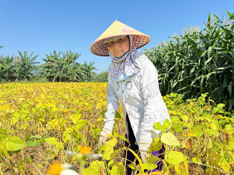 Theo bà Nguyễn Thị Nghĩa, trồng đậu nành có giá trị cao hơn so với các loại nông sản khác. Ảnh: Nguyễn Dương
