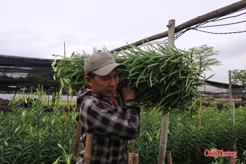 Người dân phường Tây Tựu cẩn thận thu hoạch hoa loa kèn từ sáng sớm.