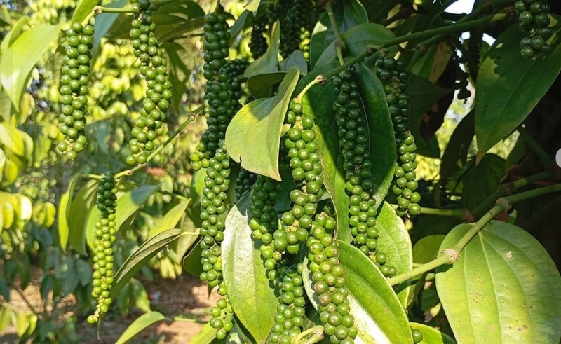 Giá tiêu hôm nay cao nhất 139.000 đồng/kg. Ảnh minh hoạ