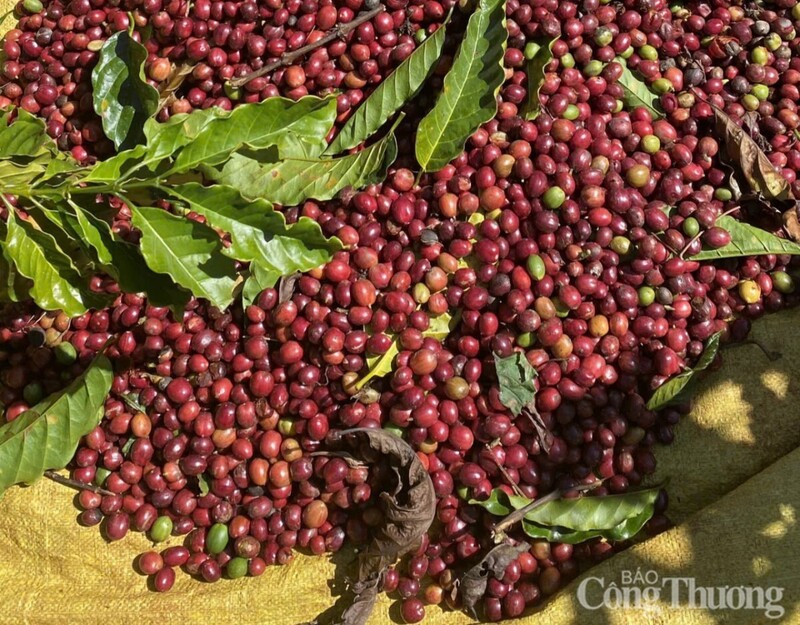 Giá cà phê thế giới liên tiếp giảm mạnh