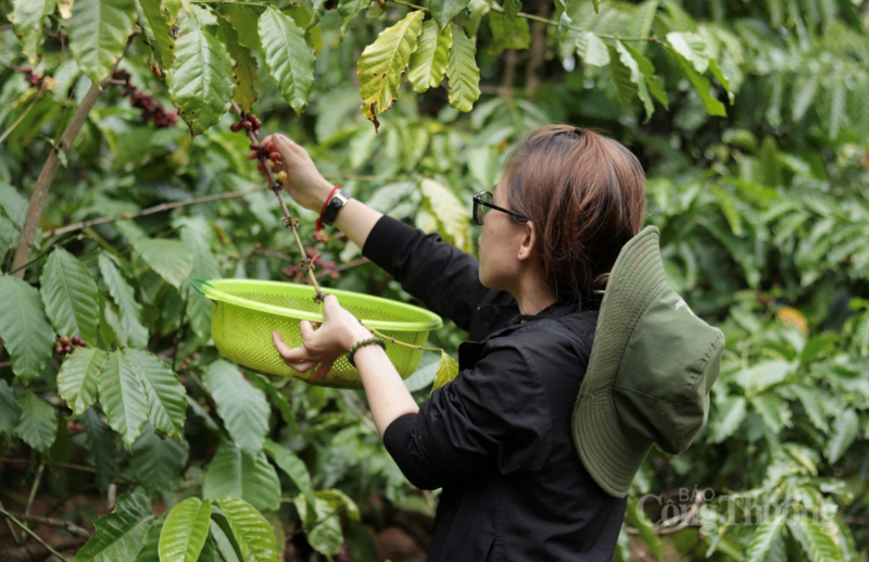 Thu hoạch cà phê tại Gia Lai
