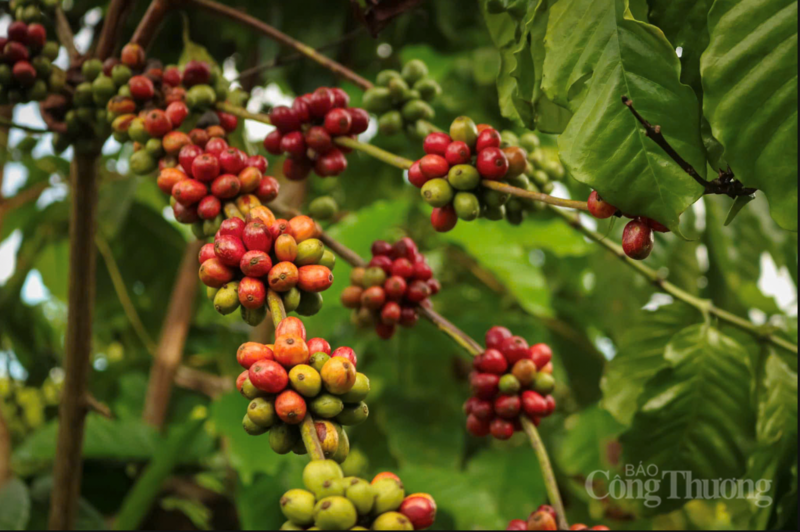Vuờn cà phê tại Gia Lai.