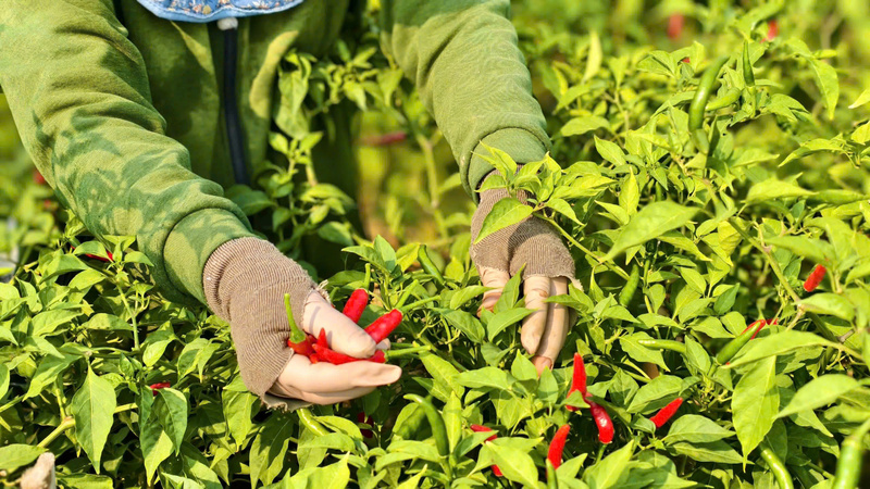 Cần thúc đẩy liên kết sản xuất theo mô hình hợp tác xã, tổ hợp tác, hình thành “3 chung” gồm mua chung, bán chung và sử dụng dịch vụ chung. Ảnh: Nguyễn Dương