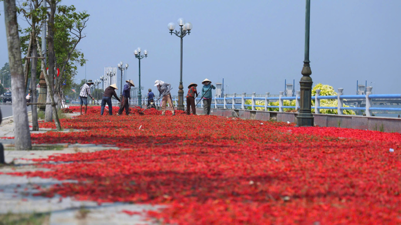 Người nông dân phải phơi khô ớt chờ được giá rồi bán để thu hồi vốn. Ảnh: Nguyễn Dương