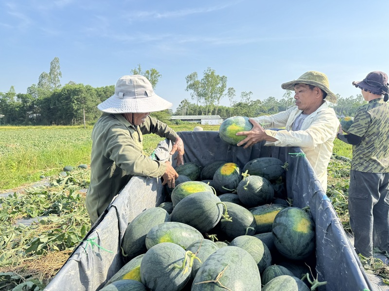 Để giải quyết về căn cơ tình trạng được mùa mất giá cần phải phát triển vùng liên kết, tạo ra mã số vùng trồng để đáp ứng thị trường. Ảnh: Nguyễn Dương