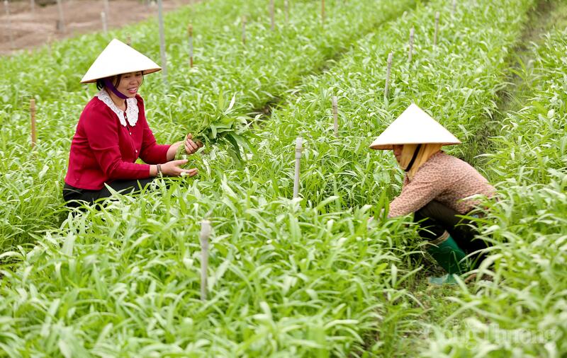 Bà Tống Thu Hiền đang kiểm tra rau muống trước khi đem ra thị trường tại vùng sản xuất rau sạch, ổi, lê… tại thôn Triệu Tiền ( xã Đông Tiến, tỉnh Thanh Hóa). Ảnh: Ngô Nhung