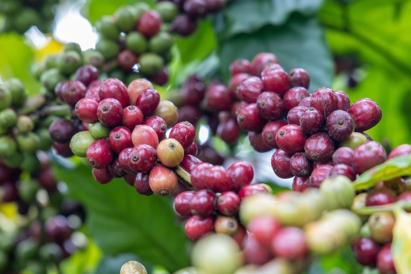 Giá cà phê Robusta tăng hơn 2%, lên mức 3.528 USD/tấn. Ảnh minh hoạ