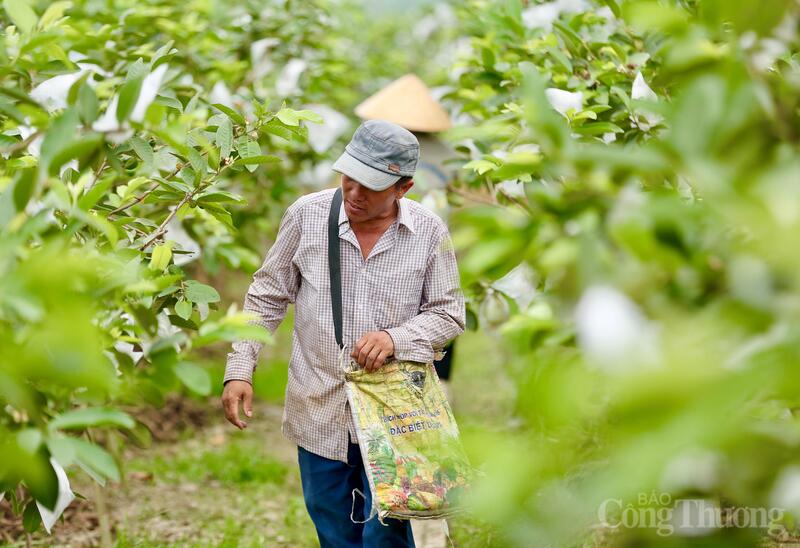 Những người nông dân đang thu hoạch ổi sạch, được trồng theo quy trình tuần hoàn. Ảnh: Ngô Nhung