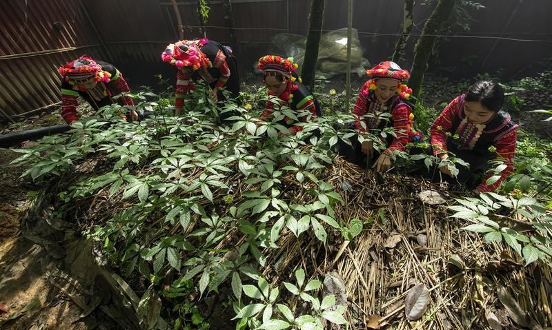 Định hướng phát triển nông nghiệp bền vững của tỉnh Lai Châu sẽ gắn với chuyển đổi xanh, kinh tế tuần hoàn, giảm phát thải, thích ứng biến đổi khí hậu. Ảnh: Tùng Đinh