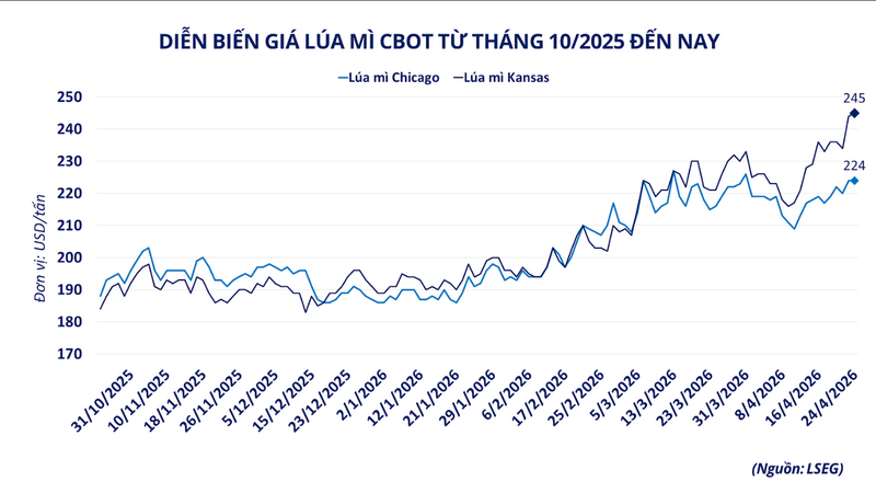 Giá lúa mì CBOT từ tháng 10 đến nay. Nguồn: MXV