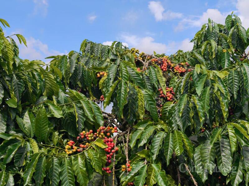 Vườn trồng cà phê tại Lâm Đồng