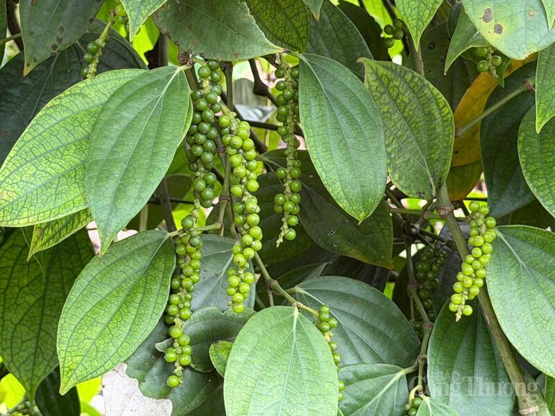 Hồ tiêu xanh tại vườn trồng Lâm Đồng