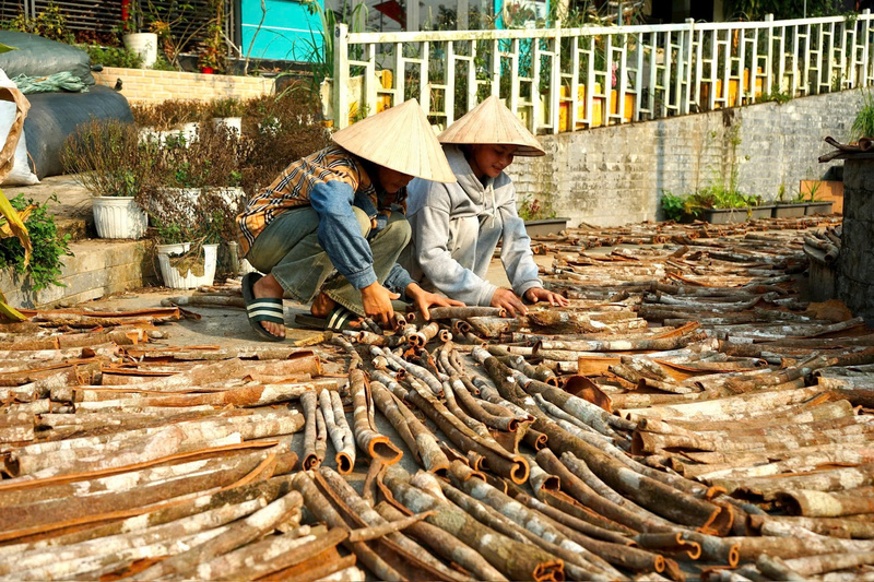 Cần thu hút đầu tư để tăng chế biến sâu các sản phẩm từ quế Trà My, thay vì phần lớn bán thô như hiện nay. Ảnh: Bình An