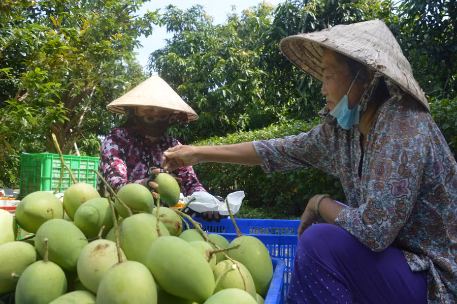 Xoài Cao Lãnh, thương hiệu trái cây nổi tiếng của tỉnh Đồng Tháp. thu-hoach-xoai-tai-tp-cao-lanh-tinh-dong-thap.jpg