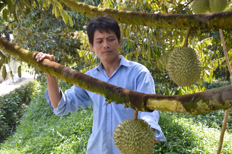 Sầu riêng, loại cây ăn trái truyền thống trồng nhiều tại Đồng Tháp.