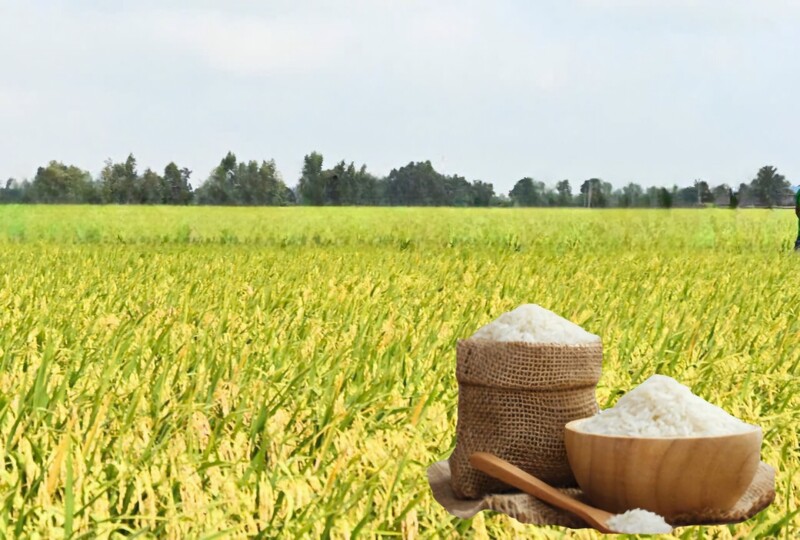 Giá lúa gạo hôm nay ngày 3/6/2026: Gạo xuất khẩu biến động trái chiều. Ảnh: Thanh Minh.