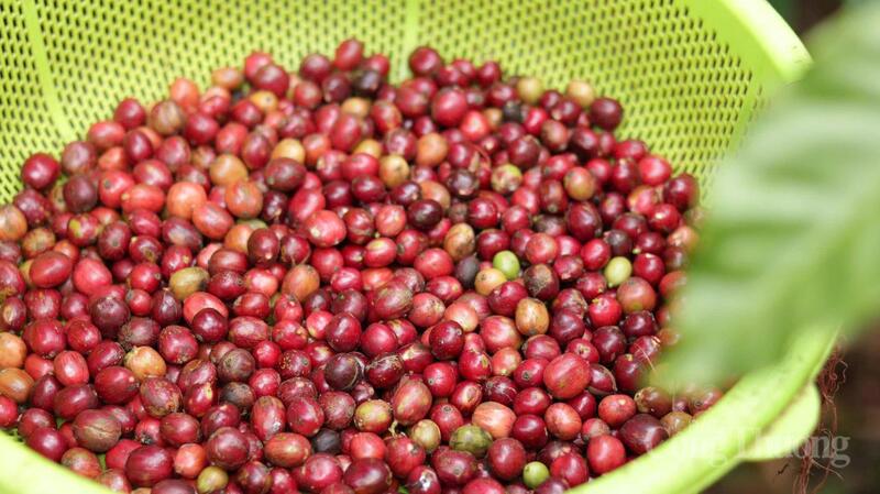 Thu hoạch cà phê tại Gia Lai