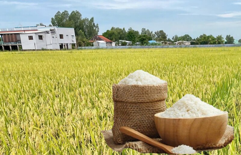 Giá lúa gạo hôm nay ngày 4/6/2026: Gạo thơm Jasmine chợ tăng 1.000 đồng/kg. Ảnh: Thanh Minh.