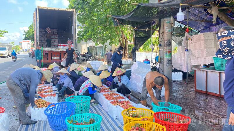 Thương lái thu mua vải tại xã Hà Đông, TP. Hải Phòng.