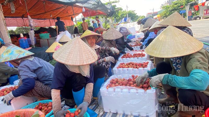 Các hộ dân trên địa bàn xã Hà Đông tất bật đóng gói vải để thương lái thu mua xuất khẩu.