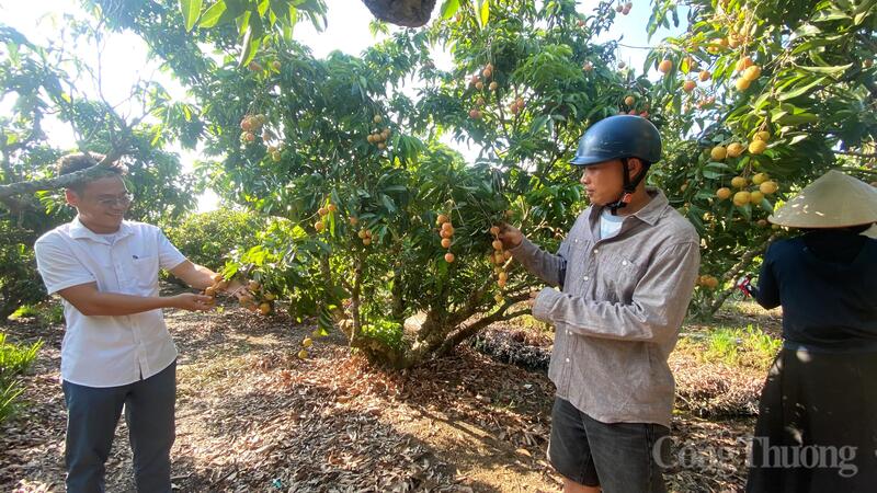 Các hộ trồng vải xã Thanh Hà, TP. Hải Phòng đang vào vụ thu hoạch vải thiều chính vụ năm 2026.