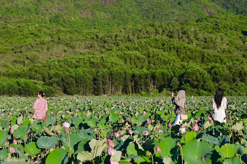 Cánh đồng sen Trà Lý bước vào mùa nở rộ, tạo nên điểm nhấn cảnh quan đặc sắc của vùng nông thôn phía nam TP. Đà Nẵng. Ảnh: Diễm Phúc