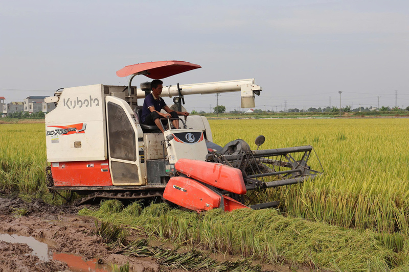 Sau vụ xuân gieo sạ bằng công nghệ mới, nhiều cánh đồng miền Bắc cho năng suất tăng tới 30%, chi phí giảm mạnh và lợi nhuận cao gấp nhiều lần cách làm cũ. Ảnh: Phương Nam