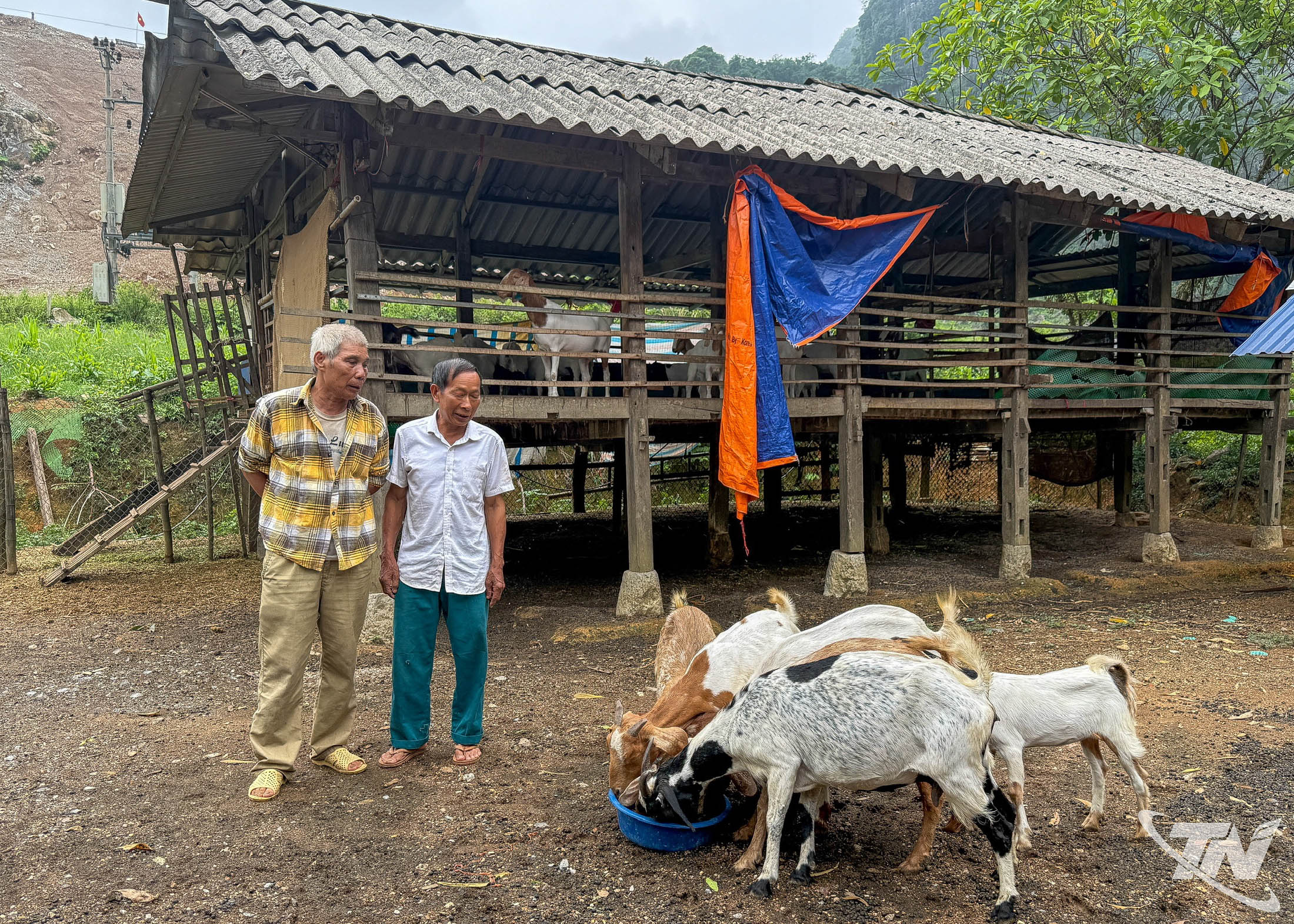 Đàn dê ở xã Quang Sơn tiếp tục sinh sôi sau khi dự án kết thúc. Trong ảnh: Ông Đặng Tăng Thọ (người đứn bên trái) trao đổi về kinh nghiệm chăn nuôi dê với người dân trong xóm.
