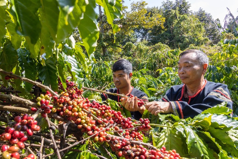 Cà phê là mặt hàng xuất khẩu chủ lực sang Hoa Kỳ. Ảnh minh hoạ