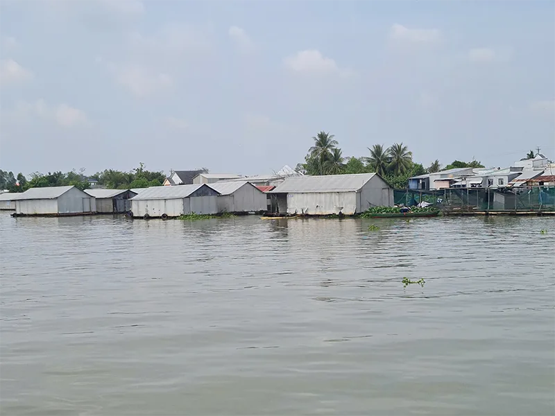 Nhiều tiềm năng phát triển nuôi cá rô phi xuất khẩu