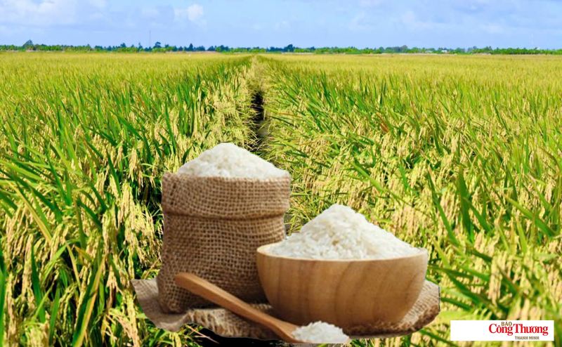 Giá lúa gạo hôm nay ngày 12/7/2026, tuần qua: Lúa, gạo xuất khẩu biến động.